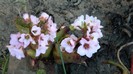 DSCN0388