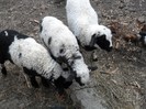 SAM_0769