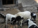 SAM_0771