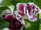 RS-Gercoginia 026