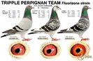 be07-4344041-perpignanteam-foto