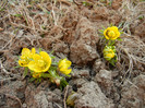 Eranthis hyemalis (2012, March 23)