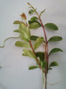 flori 27 martie 2012 055