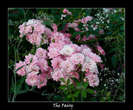 fairy roz-acoperitori de sol