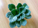 Arctic Frost