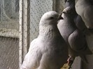 PIC_0069