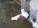 PIC_0072