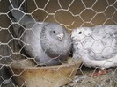 PIC_0077