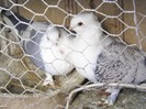 PIC_0079