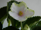 nikon martie 2012 045