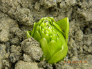 fritillaria