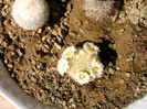 Mammillaria carmenae