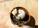 Mammillaria pectinifera