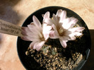 Gimnocalycium