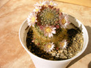 Mammilaria
