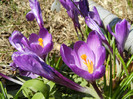 Crocus Flower Record (2012, March 28)