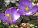 Crocus Remembrance (2011, March 28)