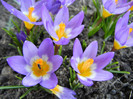 Crocus sieberi Tricolor (2012, March 28)