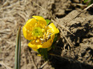 Winter Aconite (2012, March 28)