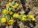 Winter Aconite (2012, March 28)