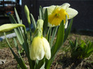 Narcissus Ice Follies (2012, March 28)