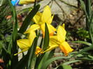 Narcissus Jetfire (2012, March 28)