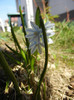 Puschkinia scilloides (2012, March 28)