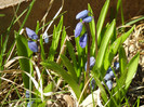 Scilla siberica (2012, March 28)