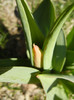 Tulipa Stresa (2012, March 28)