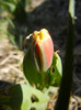 Tulipa Stresa (2012, March 28)