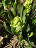 Hyacinth Yellow Queen (2012, March 28)