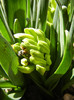 Hyacinth Yellow Queen (2012, March 28)