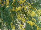 acacia poza 1