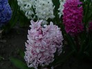 DSC04404