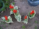 DSC04418