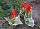DSC04420