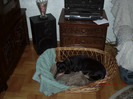 Kitty in 2006 dormind.