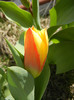 Tulipa Stresa (2012, March 29)