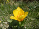 Tulipa Stresa (2012, March 29)