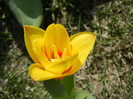 Tulipa Stresa (2012, March 29)