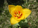 Tulipa Stresa (2012, March 29)