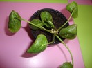 pilea peperomioides