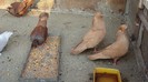 DSC04356