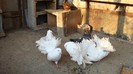 DSC04369