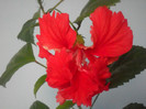 Hibiscus El Capitolio Red