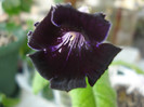 Fit-Sochi Black Nights (2-II-2012)pui (a) prima floare