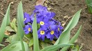 DSCN0654