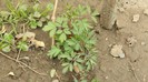 DSCN0659