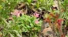 DSCN0682