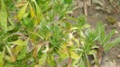 DSCN0683